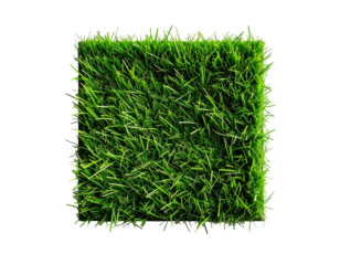 Close-up square patch of vibrant green grass