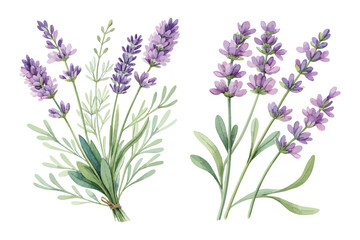 Obraz premium Watercolor Lavender Flowers with Stem Hand Painted isolated on white background