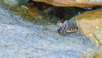 A small crab on a rock, seen from the back