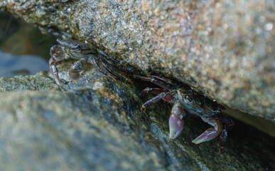 A close-up of a Korean green sea crab hiding between rocks
