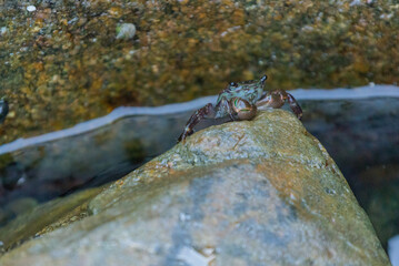 A small green Korean crab sitting on a large rock close-up