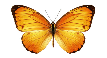 Isolated Butterfly Orange Color Spread Wings on an Ethereal Background, a Beautiful Insect