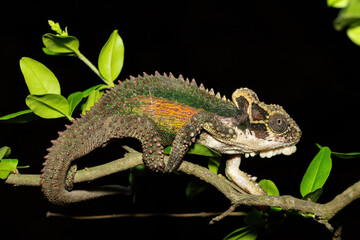 A stunning Natal Midlands Dwarf Chameleon (Bradypodion thamnobates), climbing a tree. A near...