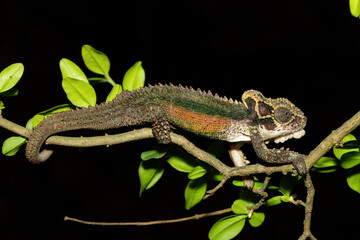 A stunning Natal Midlands Dwarf Chameleon (Bradypodion thamnobates), climbing a tree. A near threatened chameleon species endemic to inland Midlands, South Africa