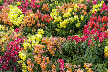 Colorful snapdragon flowers (Antirrhinum) in full bloom, close-up of a vibrant flower bed. Pink, red, orange, and yellow blossoms with green foliage. Mediterranean spring, Antalya, Turkey, April.