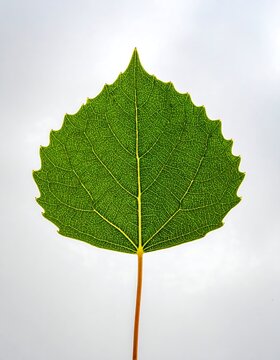 Close-up of a vibrant green leaf against a light gray background.  The leaf's intricate venation is clearly visible