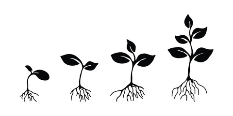 Plant Growth Stages Vector Illustration. Seed to Sprout Growth Silhouette. Plant Development Stages with Roots