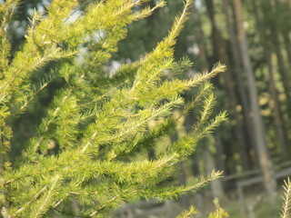 Larch needles against the background of trees