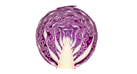 Isolated, fresh cut red cabbage, cross section showing inner leaves and patterns, closeup view