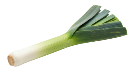 Isolated Leek ready for cooking in soups and stews, a member of the onion family, allium