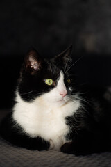 Domestic cat catching sunlight resting on couch in home interior. Portrait of black and white cat. International cat day.