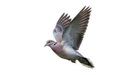 Isolated Eurasian collared dove in flight with wings open, dove gray, light pink feathers