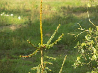 Top of the spruce against the meadow