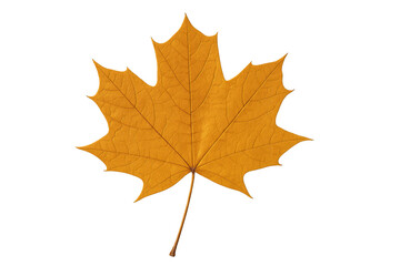 Fototapeta premium Yellow maple leaf falling in autumn on transparent background