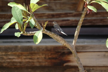 oriental magpie robin (Copsychus saularis)