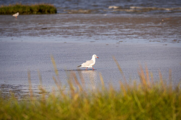 Möwe an der Nordsee