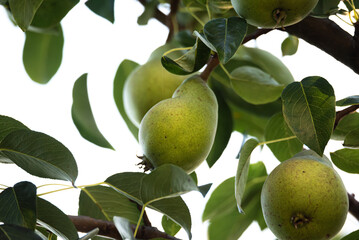 Close-up of ripe pears hanging on a tree branch with green leaves in sunlight, perfect for agriculture, food, orchard, and healthy lifestyle themes.
