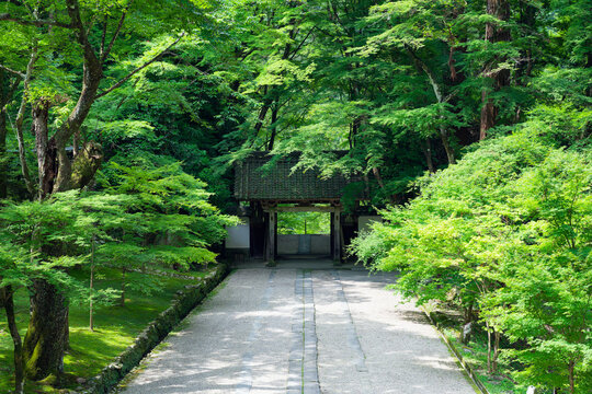 The entrance gate of Kojakuji Temple in Korankei, Aichi Prefecture, surrounded by vibrant green maple trees in summer.