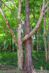 Fototapeta premium A unique natural scene where a maple tree and a cedar tree are growing closely together, creating an intertwined appearance in the forest of Korankei, Aichi Prefecture, Japan.