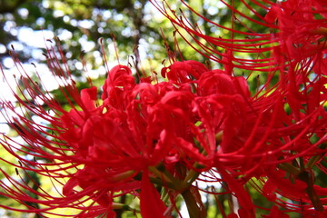 Vivid Crimson Spider Lily Close-up