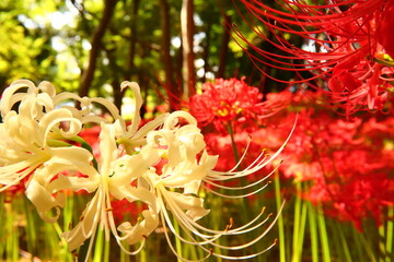 Vivid White Spider Lily Macro
