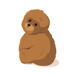 Cute dog on a white background. Maltipoo breed. Vector.
