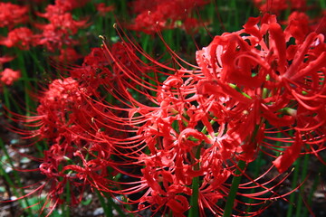 Vivid Crimson Spider Lily Close-up
