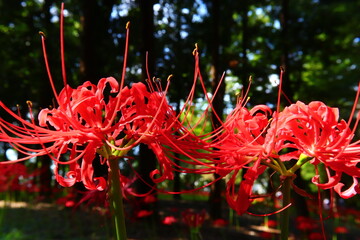 Vivid Crimson Spider Lily Close-up