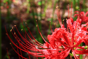 Vivid Crimson Spider Lily Close-up