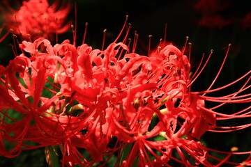Vivid Crimson Spider Lily Close-up