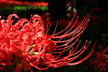 Vivid Crimson Spider Lily Close-up