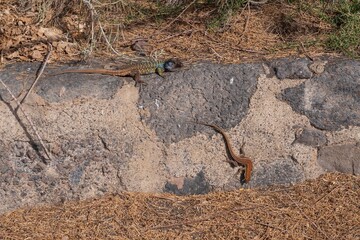 Wild Canary Islands lizard, Gallotia galloti, with bright green and blue scales basking on volcanic ground. Exotic reptile species in natural environment. Wildlife and nature concept.