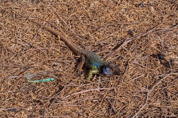 Wild Canary Islands lizard, Gallotia galloti, with bright green and blue scales basking on volcanic ground. Exotic reptile species in natural environment. Wildlife and nature concept.