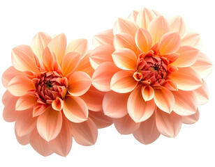 Two peachy dahlias in close-up, vibrant colors