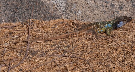 Wild Canary Islands lizard, Gallotia galloti, with bright green and blue scales basking on volcanic ground. Exotic reptile species in natural environment. Wildlife and nature concept.