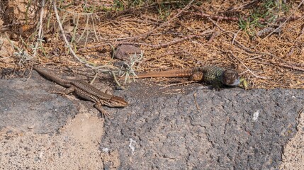 Wild Canary Islands lizard, Gallotia galloti, with bright green and blue scales basking on volcanic ground. Exotic reptile species in natural environment. Wildlife and nature concept.