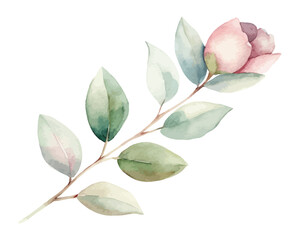 Obraz premium Watercolor Eucalyptus Leaf and Flower Branch isolated on white background