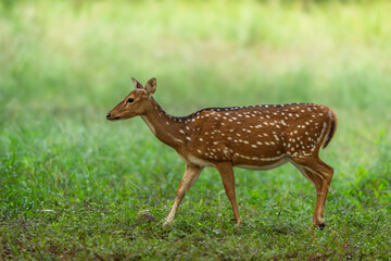 wild adult female spotted deer or chital or axis deer side profile with eye contact walking in natural scenic green background winter season safari jim corbett national park forest uttarakhand india