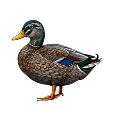 female mallard duck
