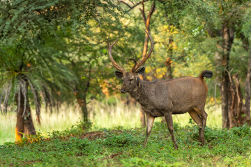 wild adult male Sambar deer or Rusa unicolor long antlers alert tail up sensing smelling threat in natural scenic green background in safari at ranthambore national park forest reserve rajasthan india