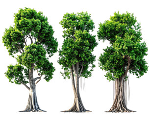 Three lush green trees, different species, isolated on black