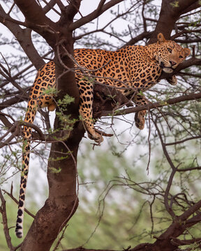 wild indian fully grown adult male leopard or panther or panthera pardus on tree trunk with eye contact in natural green background at jhalana forest leopard reserve jaipur rajasthan india asia