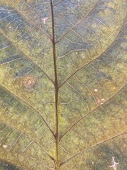 Obraz premium Autumn leaf vein