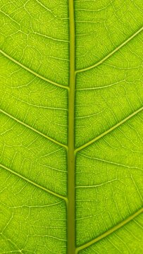 Close-up of a vibrant green leaf's vein structure