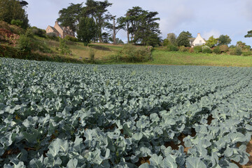 Champ de choux en Bretagne