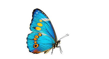 Isolated Blue Morpho butterfly, nature's captivating beauty, a symbol of transformation