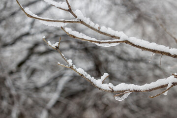 Branches covered with snow. Winter scenery and seasonal changes.