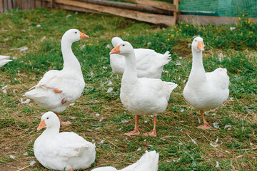 white geese in wooden paddock on green grass in farm in summer day