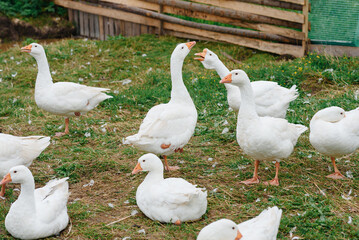 white geese in wooden paddock on green grass in farm in summer day © Anton Pentegov