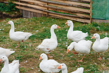 white geese in wooden paddock on green grass in farm in summer day